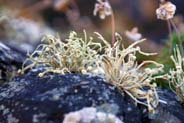 Grey Lichen - Western Isles Flora