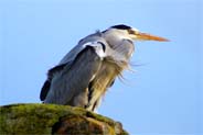 Grey Heron - Birds of the Hebrides
