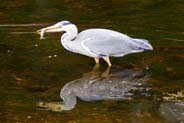 Bird Sightings - Hebrides - Grey Heron