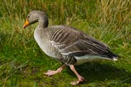 Greylag Goose - Isle of Harris bird sightings