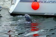 Stornoway Seal being fed a fish - Isle of Lewis