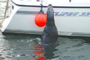 Stornoway Seal being fed a fish - Isle of Lewis