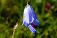 Harebell - Blue and Purple Hebrides Flowers