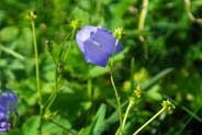 Harebell - Blue and Purple  Hebrides Flowers