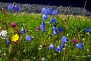 Harebells in the Machair -  Hebrides Flowers