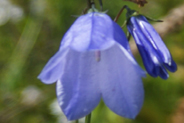 Harebells - Hebridean Blue Wildflowers