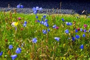 Blue Harebells - Western Isles Flora
