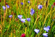 Harebell Flowers -  Blue - Purple Hebridean Wildflowers - Western Isles Flora