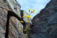 Hawkweed - Yellow Hebrides Flowers