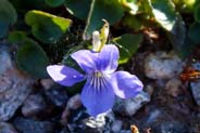 Violets - Heath Dog Wildflowers -   Hebridean Wildflowers - Western Isles Flora