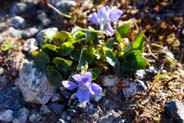 Heath Dog Violets - Western Isles Flora