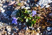 Heath Dog Violets - Hebrides Flowers