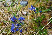 Heath Milkwort - Western Isles Flora