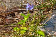 Wildflowers -  Heath Speedwell - Hebrides Flowers