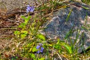 Heath Speedwell - Western Isles Flora