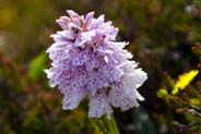 Heath Spotted Orchid - Western Isles Flora