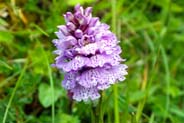 Heath Spotted Orchid -  Hebrides Flowers