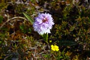 Heath Spotted Orchid -  Hebrides Flowers