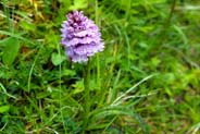 Heath Spotted Orchid -  Purple Hebridean Wildflowers - Western Isles Flora