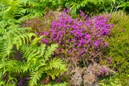Heather - Western Isles Flora