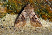 Hebrew Character Moth - Hebrides - Isle of Lewis