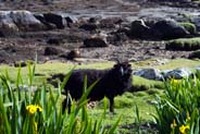 Hebridean sheep - Isle of Harris