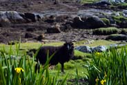 Black Sheep - Yellow Irises - Western Isles Flora