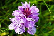 Orchid ay Tolsta Head - Ghioridail - Isle of Lewis