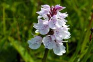 Hebridean  Spotted Orchid -  Purple Hebridean Wildflowers - Western Isles Flora