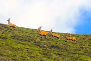 Herd of Deer -  Hebrides
