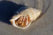 Hermit Crab - Hebrides - Isle of Lewis
