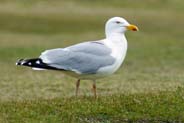 Herring Gull at Ness - Western isles