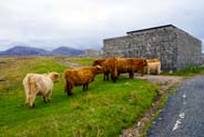 Highland cows - Western Isles