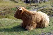  Western Isles Cattle