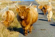 Highland Cows at Mealista - Isle of Lewis