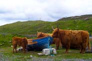 Isle of Harris - Highland Cattle 