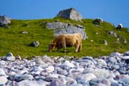 Mealista - Highland Cows - Western Isles 