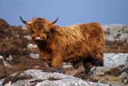 Highland Cows  - Isle of Harris
