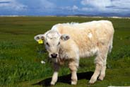 Calf -  Harris - Western Isles Photos