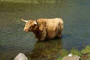 Highland Cow -  Great Bernera - Isle of Lewis