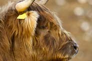 Highland Cow -  Isle of Lewis