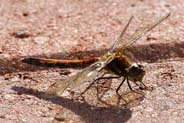 Highland Darter Dragonfly - Western Isles Wildlife Sightings