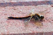 Highland Darter Dragonfly - Western Isles Wildlife Sightings