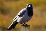 Hooded Crow -  Western Isles