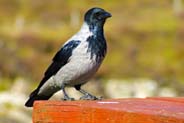 Hooded Crow -  Western Isles