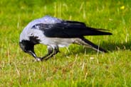 Isle of Lewis Bird Photos - Hooded Crow