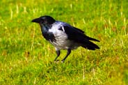 Western Isles Bird Sightings - Hooded Crow