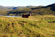  Western Isles Photos - Horse on the Moors 