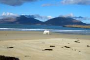 White Horse at Luskentyre  - Hebrides Photos