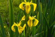 Isle of Harris wildflowers - Irises 